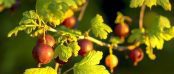 gooseberry