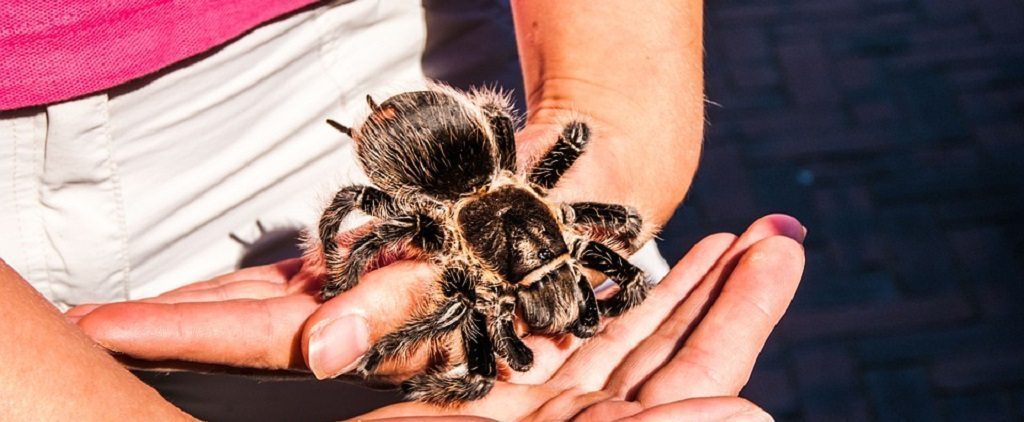 tarantula, phobia